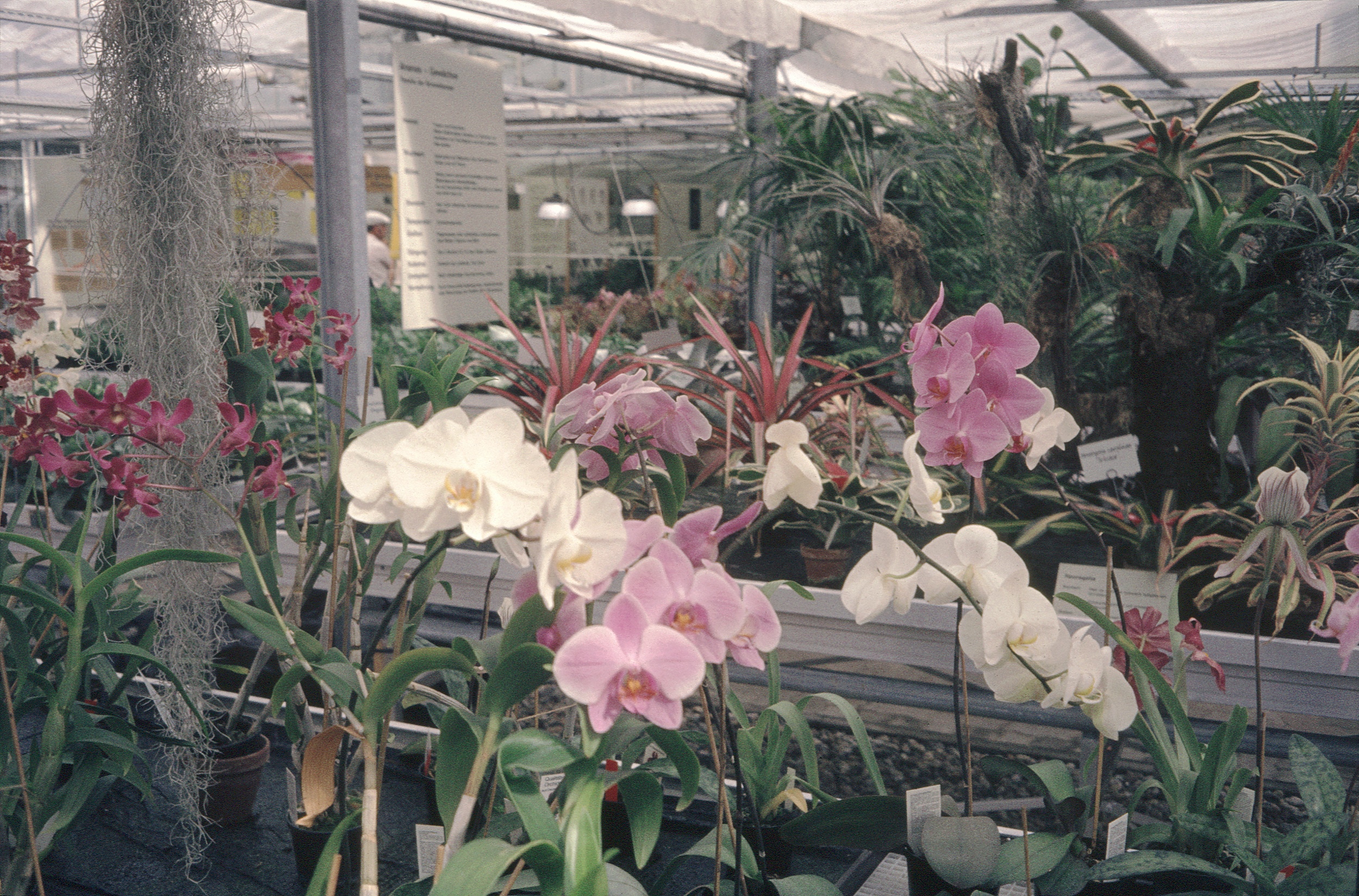Bundesgartenschau-1985, Orchideen im Gew?chshaus