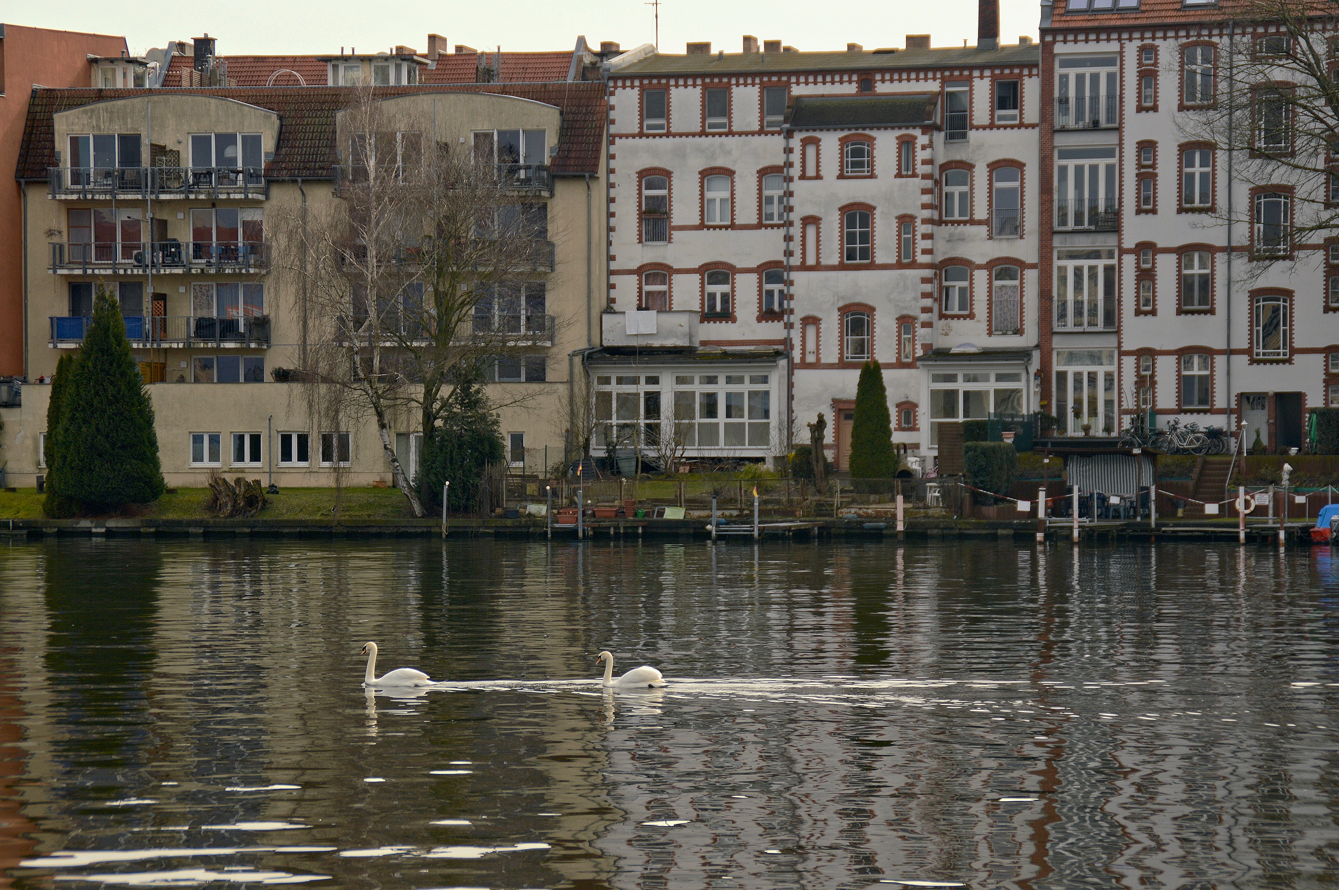 Oberschoeneweide, Spreepromenade, Zwei Schwaene auf der Spree