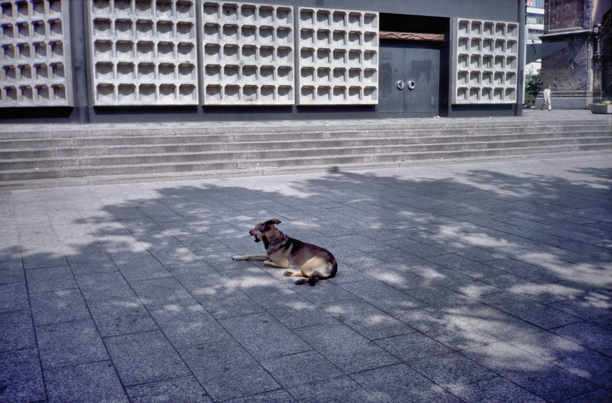 Berlin 1989, Hund auf Kurfuerstendamm