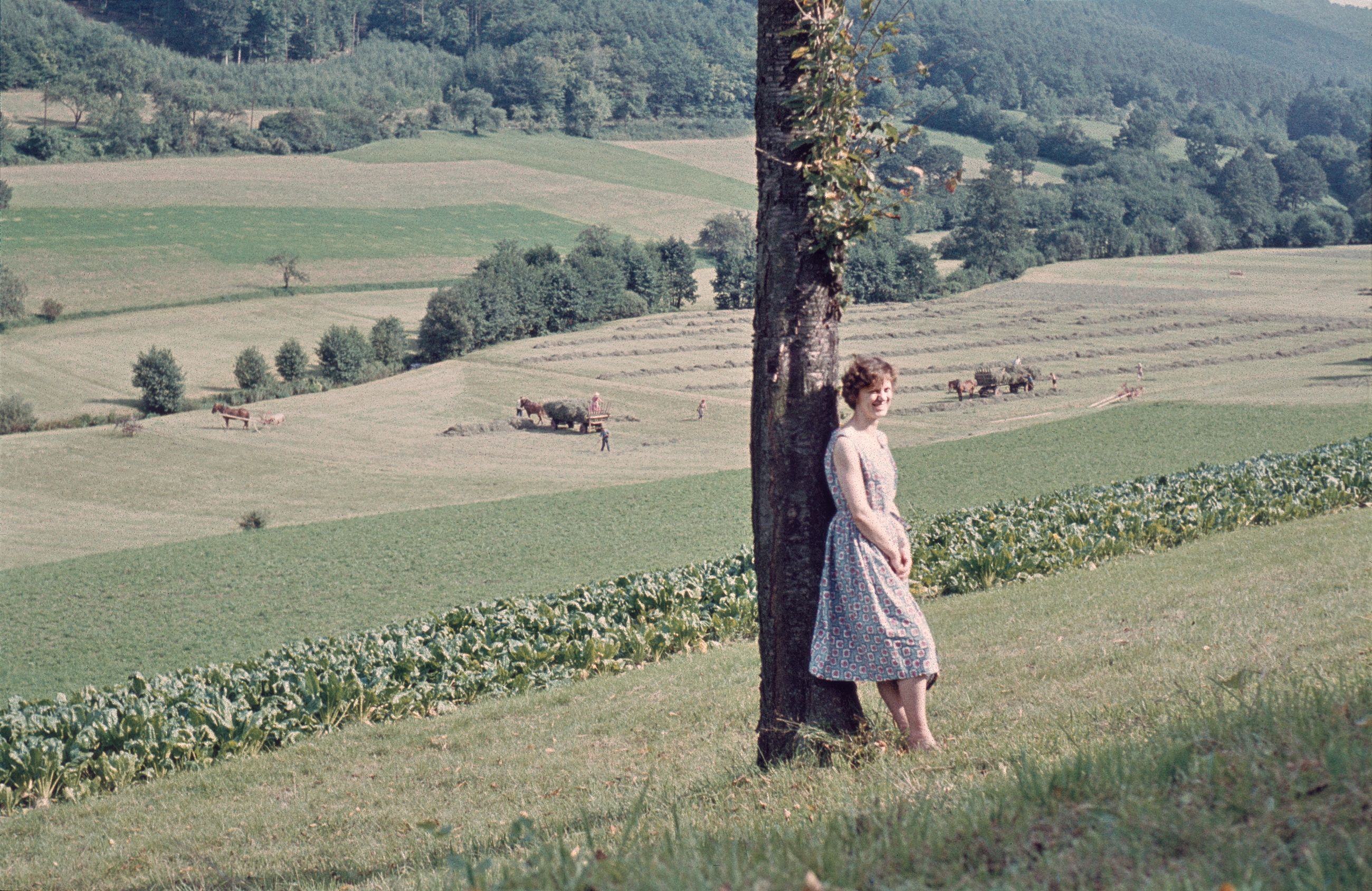 Heuernte in Kirchzell, 1960